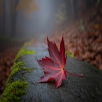 A Journey Towards Freedom: Overcoming Regret Through Various Approaches thumbnail